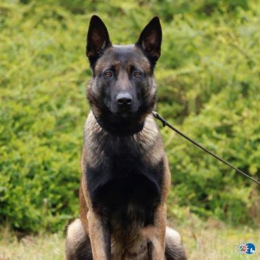 Polizeihund Floki
